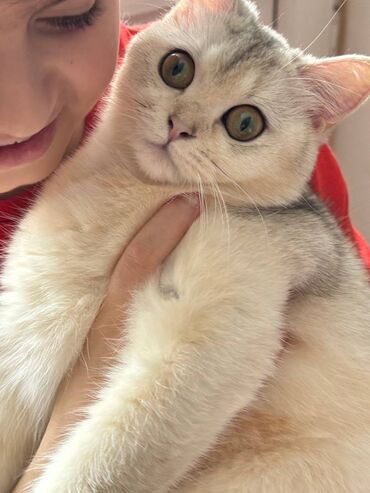 котёнок в добрые руки: Золотая шиншилла, Самка, В добрые руки, Самовывоз