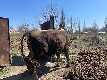 Коровы, быки: Продаю | Бык (самец) | На откорм | Племенные at lalafo.kg — 6 Коровы, быки: Продаю | Бык (самец) | На откорм | Племенные — 6