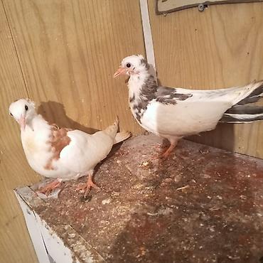 Göyərçinlər: Ağ baş göyerçin mayadi tək o 30 manatdi 3 balası balaların biri 10 — 6