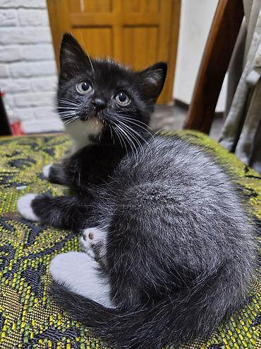 Отдам даром кошку: Кошка даром: Беспородная, Девочка — 4