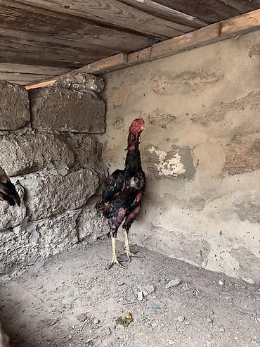 damaz: Xoruz, Heyratı, il: 1, Ödənişli çatdırılma, Pulsuz çatdırılma, Ünvandan götürmə — 2
