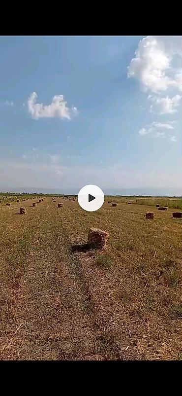 купить зерно: Тук беде, сулуу даны менен пресстелген, сатылат 250 штук — 1