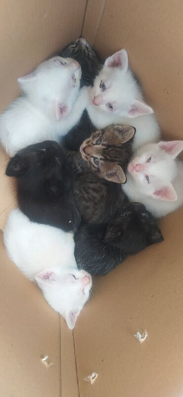 pişik şotlant: Кошки