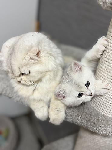 Продажа кошек: Скотиш Фолд (Шотландская вислоухая), 2 месяца, Девочка — 5