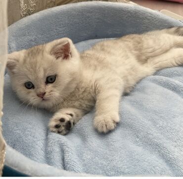 Pişiklər: Şinşilla, Erkək, Cütləşmə üçün -da lalafo.az — 5 Pişiklər: Şinşilla, Erkək, Cütləşmə üçün — 5