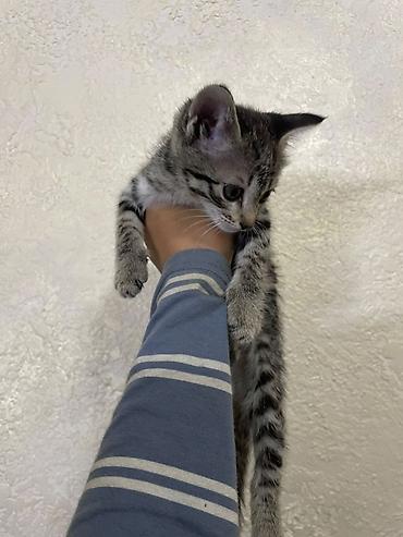 Продажа кошек: Котёнок, тигровый окрас (серо-чёрная полосатая шёрстка) — 3