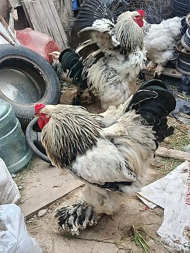 черный брама: Продаю | Петух | Брама | Для разведения — 3