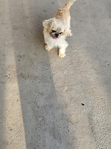 İtlər: Pekines, 1 il, Erkek — 10