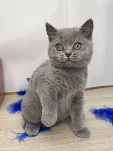 сиамская кошка: Шотландская Скоттишь страйт девочка К лотку приучена, активная