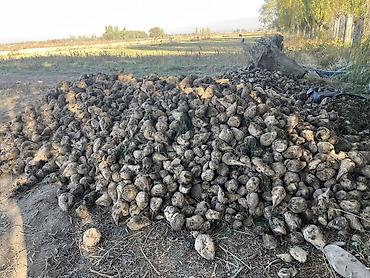 соль для животных: Кызылча сатылат (малга тоют) — 1