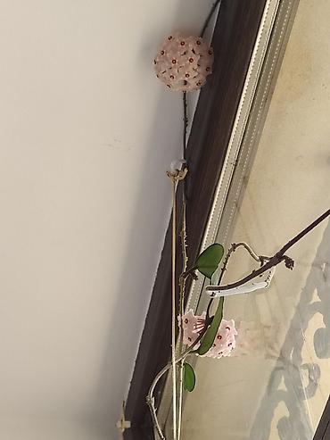 hoya gulu: Məhsul: Hoya carnosa (Vaksliyan/Vax gülü) – çiçəkli, sarmaşıq tipli — 8
