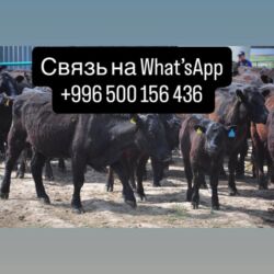 объявления о найденных собаках: Продаю | Корова (самка), Бык (самец), Тёлка | Ангус, Герефорд, Голштин | На откорм, На забой, Для разведения | Племенные