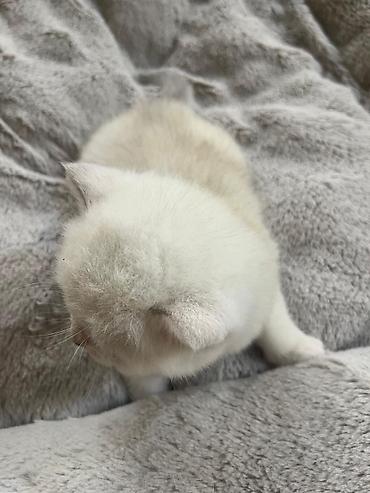 Pişiklər: Britan — 5