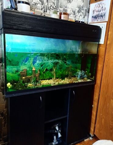 Heyvanlar: Akvarium-şkaf, 100 l, Ünvandan götürmə