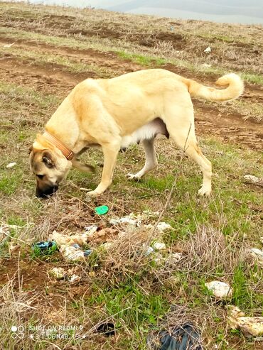 coban itlerin satisi: Salam 3 yaşnda dişi anadolu çoban iti satılır qoyun otarmağına söz ola
