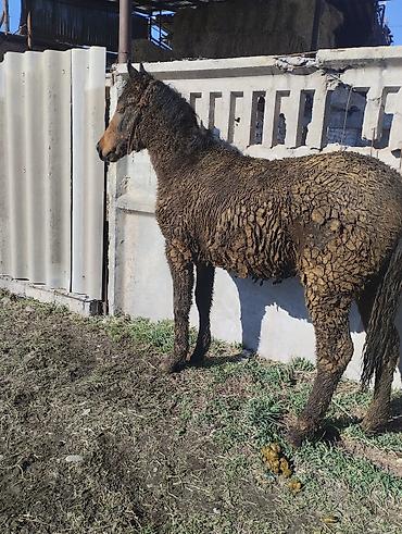 Лошади, кони: Продаю | Жеребенок | Рабочий | Племенные — 7