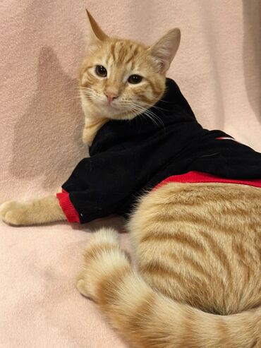 Pişiklər: Sekilleri cevirib baxin her biri pulsuz sahiblendirilir. tertemiz ev — 13