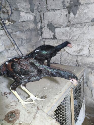 Cücələr: Toyuq cücələri, Damazlıq, Ünvandan götürmə — 3