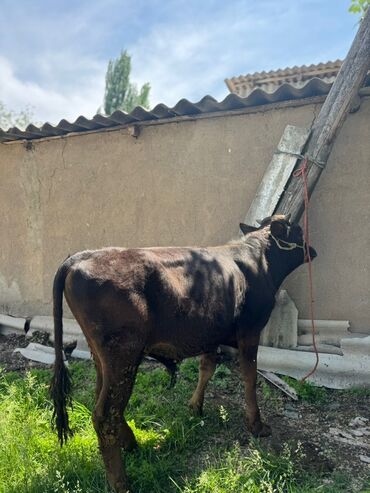 породистые бычки: Продаю | Бык (самец) | Алатауская, Швицкая | Для разведения | Племенные