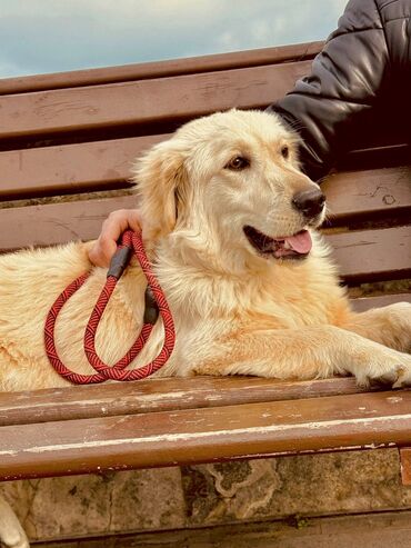 İtlər: Retriever, 6 ay, Erkek, Peyvəndli, Pulsuz çatdırılma