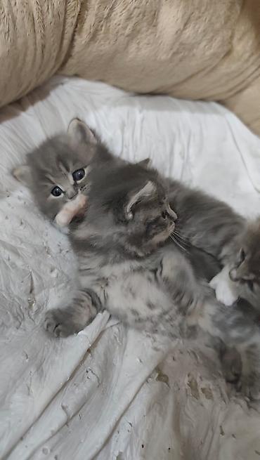 Pişiklər: Yaxşı əllərə — 2