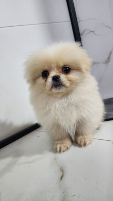 акустические системы best core колонка в виде собак: Шпиц, 2 месяца, Самец