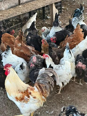 bakıda cücə satışı: Cins toyuq və xoruzların satışı Şəkildə gördüyünüz cins toyuqların — 4