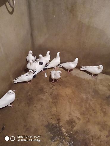 göyərçin növləri: Ünvan Maştağa. Ağ — 3