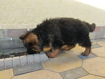 Продажа собак: Немецкая овчарка, 2 месяца, Самка at lalafo.kg — 8 Продажа собак: Немецкая овчарка, 2 месяца, Самка — 8