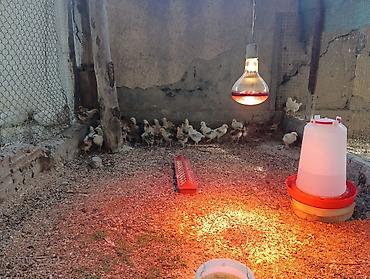 куры живые: 🐣 Продаются крепкие домашние цыплята (помесь отличных пород)Продаю — 3