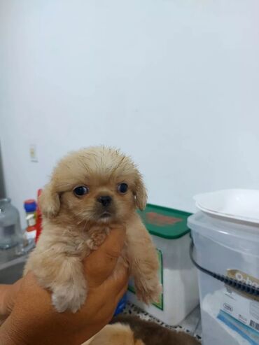 ucuz it satisi: Pekines, 2 ay, Erkek, Peyvəndli, Ünvandan götürmə