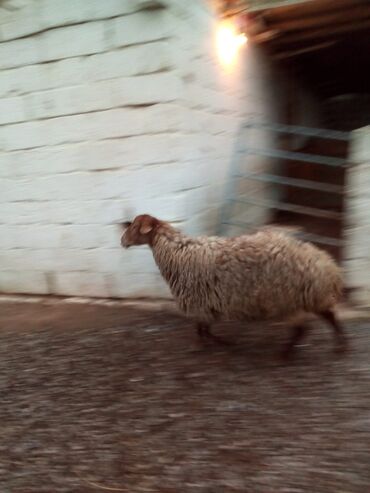 Qoyunlar, qoçlar: Qiymət cütünə ayıdır real alıcıya endirim olacaq boğaz heyvan di — 6