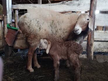 Бараны, овцы: Продаю | Баран (самец) | Арашан | Для разведения | Племенные — 16
