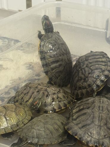 Другие животные: Красноухие черепашки,самые низкие цены,разным размеров и — 5