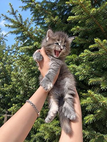 сколько стоят мейн куны котята: Мейн-кун, 1 месяц, Девочка, С документами — 2