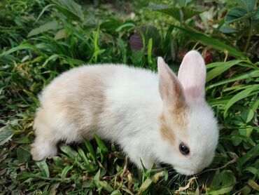 кролик: Продаю декоративного кролика 
Девочка
Родилась 10 мая