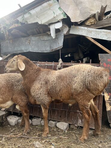 продажа щенков немецкой овчарки в бишкеке с документами: Продаю | Баран (самец) | Арашан | На забой | Осеменитель