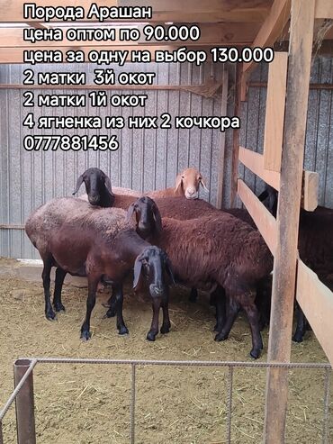 узи аппарат для животных: Продаю | Овца (самка) | Для разведения | Матка
