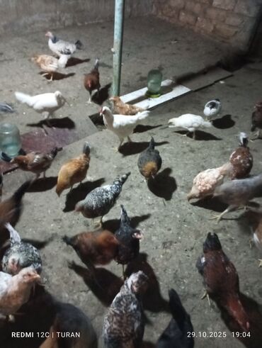 Toyuqlar: Yemləmə yerləri ilə təmin edilib. - Yumurtalıq və ətlik məqsəd uyğun — 8