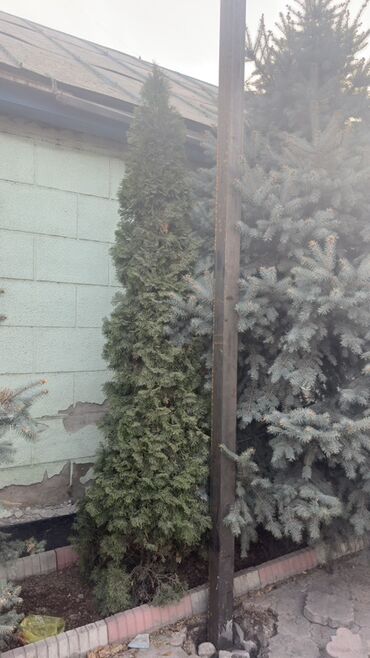 Декоративные деревья: Саженцы деревьев: Ели, Самовывоз — 8