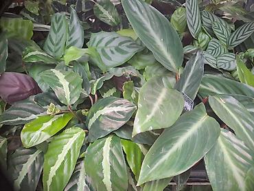 moringa cena: Calathea Stromanthe, lepa, kvalitetna biljka — 4