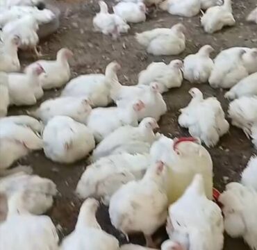 idman qaçış: Təzə kəsilmiş, 1.900 – 2 kq arası təmiz və çox dadlı toyuqlar satışda!
