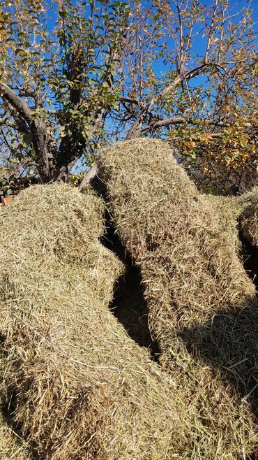 куда отдать собаку бишкек: Сено в тюках - Натуральное луговое сено, спрессовано в прямоугольные