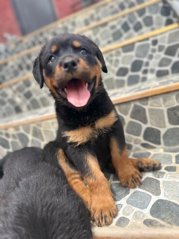 İtlər: Rotveyler, 1 ay, Erkek, Peyvəndli, Ödənişli çatdırılma