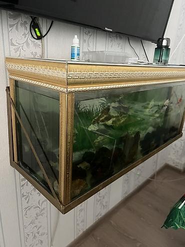 Akvariumlar: Divar tipli akvarium komplekti - Ölçü: iri ölçülü, divara bərkidilən — 2