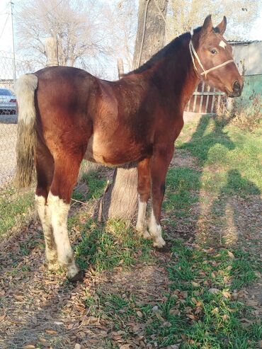 отдать собаку в приют бесплатно: Продаю | Жеребенок | Полукровка | Для разведения | Племенные
