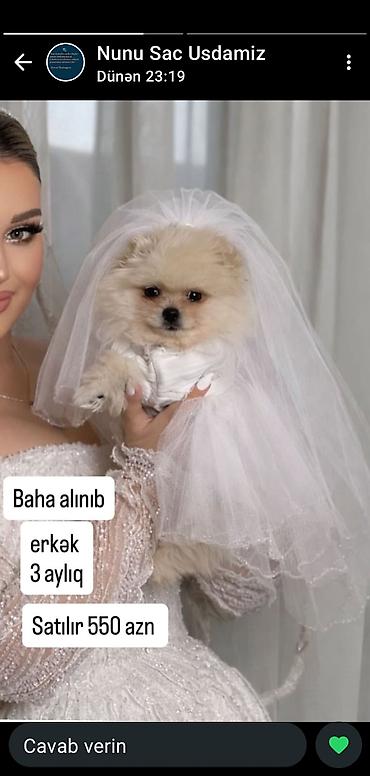 İtlər: 3 ay, Erkək — 1