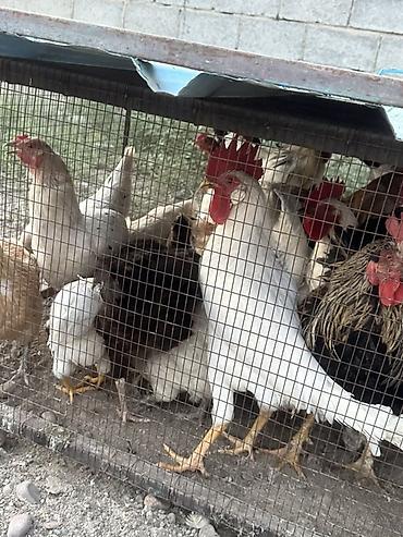 корова алато: Продаю | Куры | Домашняя | Для разведения — 3