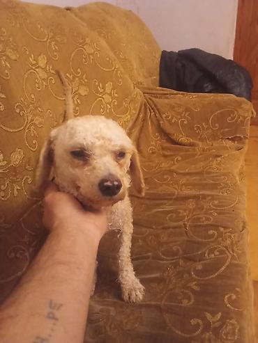 Pişiklər: Yaxşı əllərə — 9