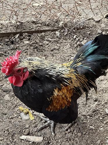 Куры, петухи: Продаю | Куры, Петух | Для разведения — 6